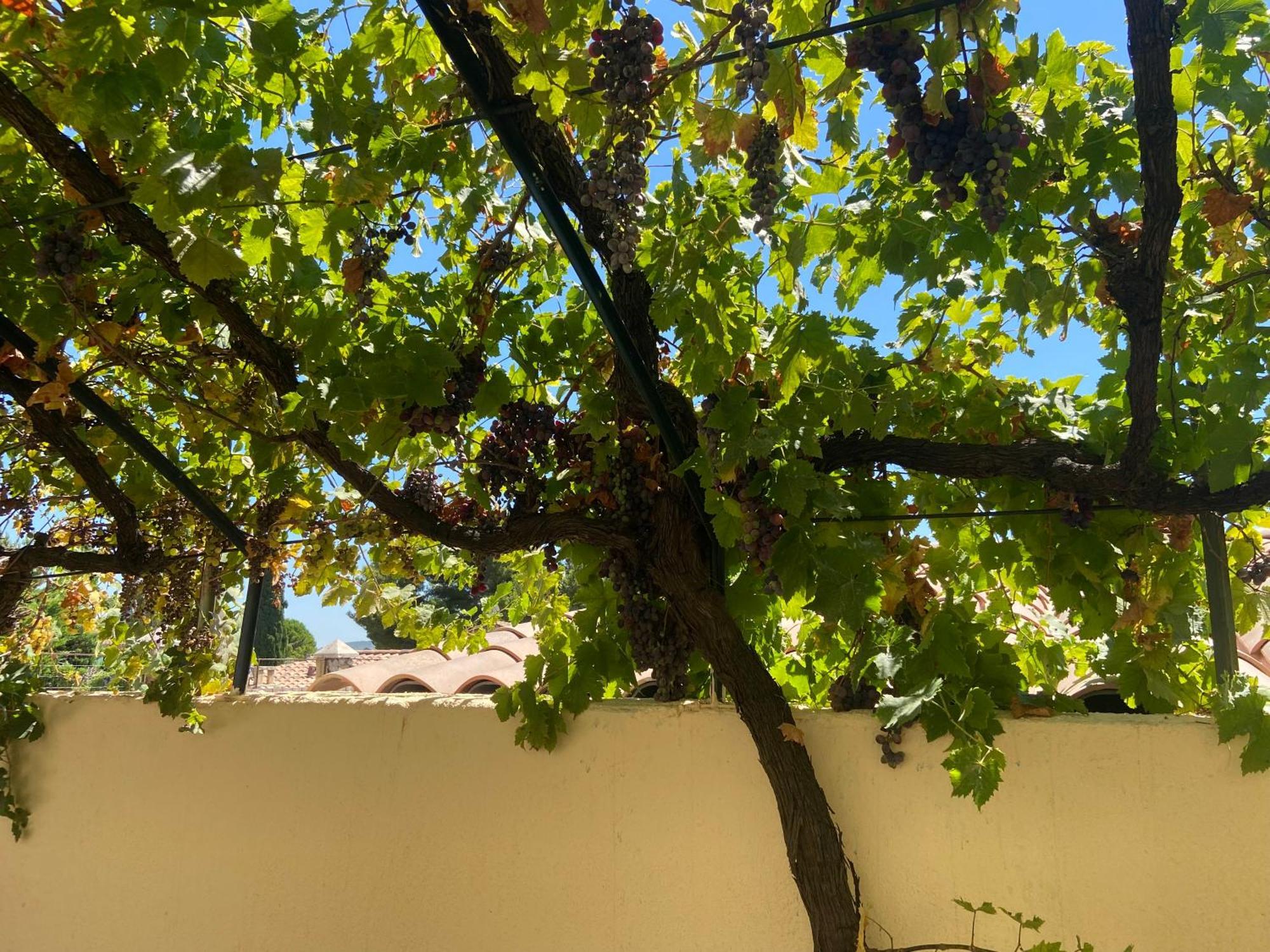 Evasion En Provence Bas De Villa Avec Jardin & Vignes, Soleil & Fraicheur Mirabeau Buitenkant foto